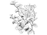 Caper plant (Capparis spinosa), possibly the `Hyssop` of 1K.4.33, Ex.12.22, Jn.19.29, Mt.27.48, Mk.15.36, Lev.14.4,6,51, Num.19.18). It has a long reed-like trailing stem.